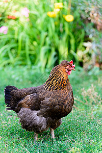 在院子里产鸡蛋绿色翅膀家禽草地农家院牧场红色花朵栅栏棕色喂公鸡高清图片素材