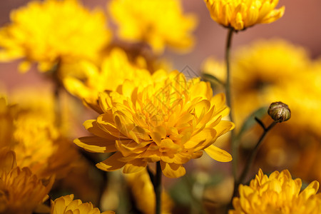 黄青菊花花瓣黄色花园植物背景图片