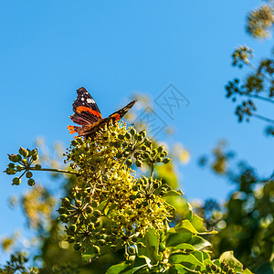 蝴蝶在一朵花上植物鳞翅目荒野野生动物昆虫动物季节花园翅膀女士背景图片