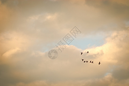 鸟类和日落编队多云天空黄金时段背景图片