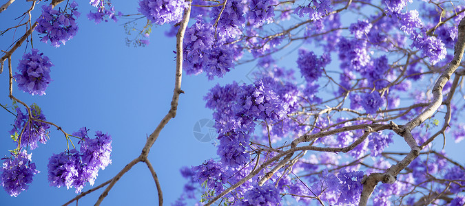 盛开多彩的Jacaranda树紫色阳光花园叶子季节花瓣植物天空蓝色花的高清图片素材