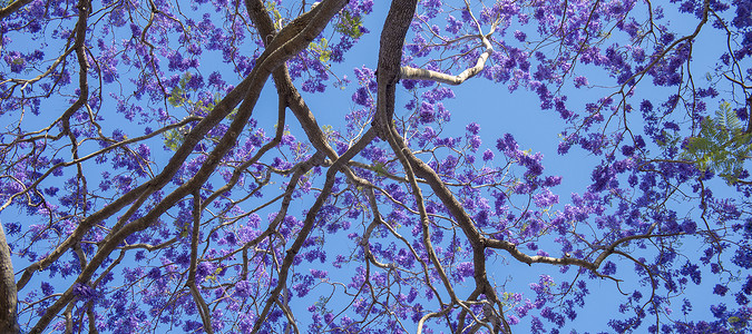 盛开多彩的Jacaranda树蓝色植物阳光天空紫色季节叶子花瓣花园自然高清图片素材