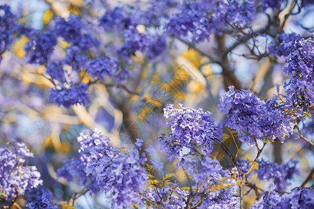 盛开多彩的Jacaranda树植物花瓣叶子紫色花园天空阳光蓝色季节绽放高清图片素材