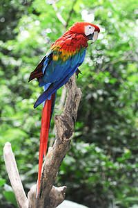 巴西Iguazu地区多彩的阿拉拉鹦鹉猫科红色背景图片