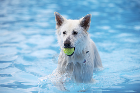 游泳球白牧狗 在游泳池里打网球背景