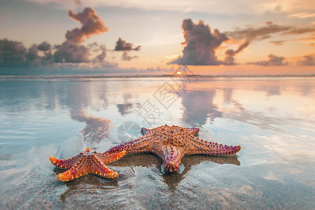 海滩上两个海星阳光日落地平线反射海岸假期海景热带橙子太阳背景图片