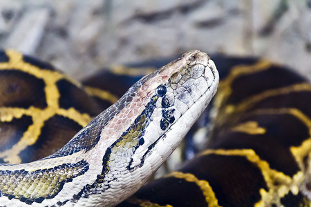 蟒蛇头合影照片冷血蛇皮皮肤隐藏野生动物舌头框架爬虫动物园皮革背景图片