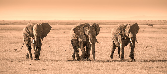 肯尼亚安博塞利国家公园大象群荒野哺乳动物大草原象牙大象游戏动物公园团体厚皮背景图片