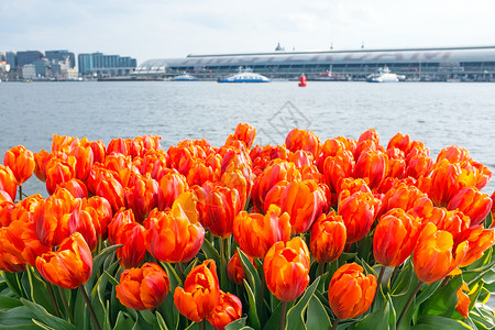 荷兰阿姆斯特丹的图利普中心植物群首都城市风光海浪高清图片