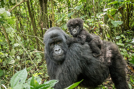 背婴带山婴大猩猩坐在他母亲的旁边哺乳动物旅行国家大猿食草动物学假期冒险山地银背背景