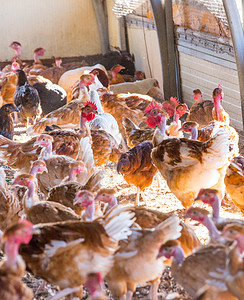 栖息地的有机鸡饲养专注粮食生产农场草地种子食物育肥公鸡动物母鸡高清图片素材