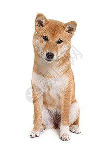年青的伊努宠物工作室棕色动物小狗背景图片