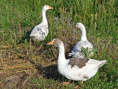 养鹅农业产业白色场地航班动物羽毛家禽农场草地背景图片