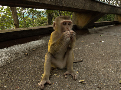 马卡卡猴子坐在石头上 手拿着沙丁鱼玩耍眼睛叶子生活头发丛林动物毛皮荒野猕猴热带脸高清图片素材
