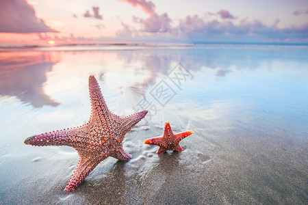 海滩上两个海星假期阳光热带海岸太阳海景星星天空蓝色旅行背景图片