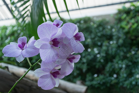 花园里美丽的紫兰花白色的高清图片素材