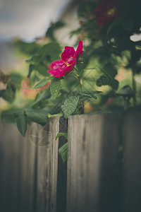 花园中的粉花栅栏粉红色花朵粉色植物绿色背景图片