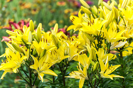 黄色百合夏天花的高清图片