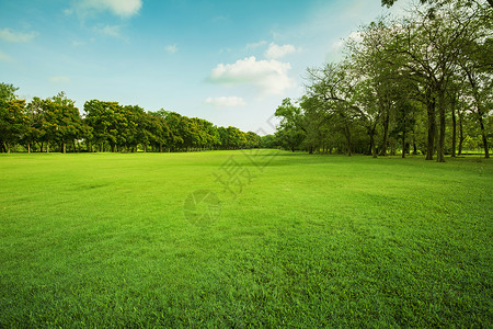绿草田和绿色环境的公园使用情况a天空球道臭氧民众花园植物蓝色国家叶子操场背景图片