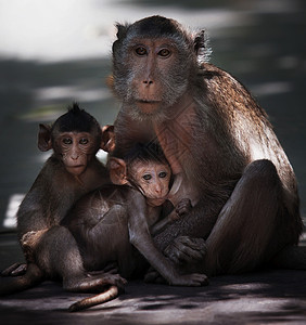 猴子兄弟和乳母奶汁背景图片