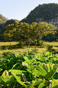 植物拓染古巴的比纳亚莱斯山谷天空遗产游客烟草旅游农场植物群植物环境热带背景