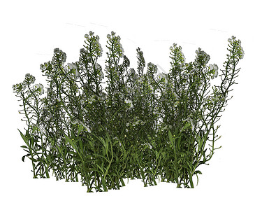 草和鲜花 - 3D生态高清图片素材