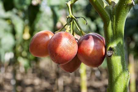 a 番茄树蔬菜红色叶子饮食橙子绿色白色食物植物水果背景图片