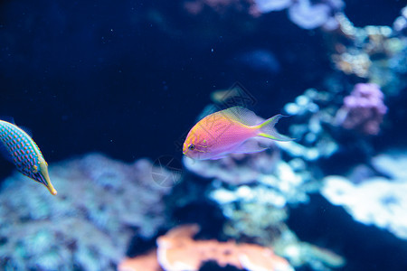 粉红色双色Anthias鱼热带海洋珊瑚假牙背景图片