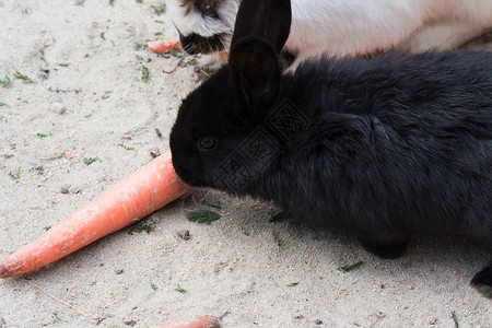 坐着吃柿子的兔子黑兔子和胡萝卜毛皮棕色宠物兽医哺乳动物宝宝护理家畜萝卜老兵背景