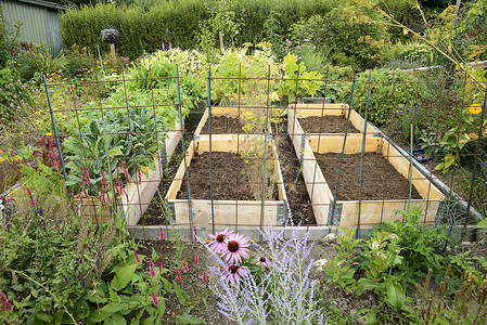 红花菜豆分配的有机园圃花园前院土地种植栽培菜园后院树篱植物社区背景