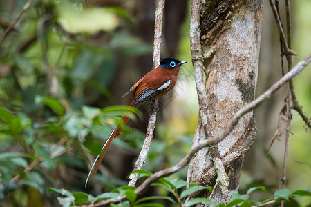 马达加斯加天堂苍蝇捕猎者捕蝇器回旋曲观鸟动物群动物蓝色荒野野生动物森林橙子背景图片