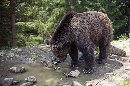 科迪亚克棕熊野大雄棕熊针叶树木山脉野生动物针叶林哺乳动物危险森林沼泽食肉背景