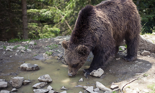 喀尔巴阡熊熊属科罗拉多州高清图片