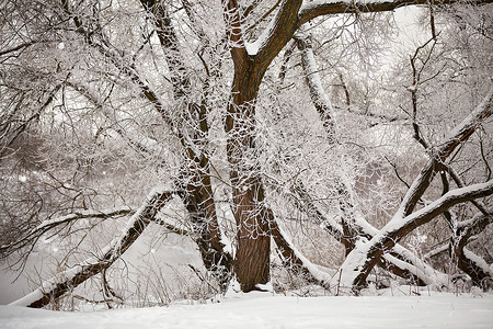 在河边的树上 有雪和霜高清图片