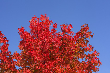 淡叶床单分支机构变色叶子红色树叶蓝天植物枫叶高清图片