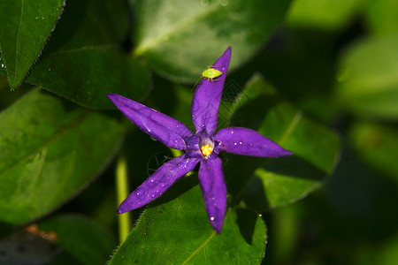 紫蓝星花紫色花朵星星蓝色绿色背景图片