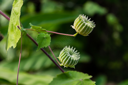 阿者科阿布图林 Indicum草本植物苘麻药品植物种子热带灌木齿轮绿色水果背景