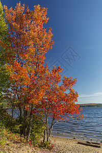 湖岸上的灿烂糖枫 - 加拿大安大略省高清图片