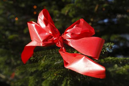 圣诞树上的红圈枞树装饰环形背景图片