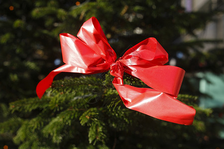 圣诞树上的红圈枞树装饰环形背景图片
