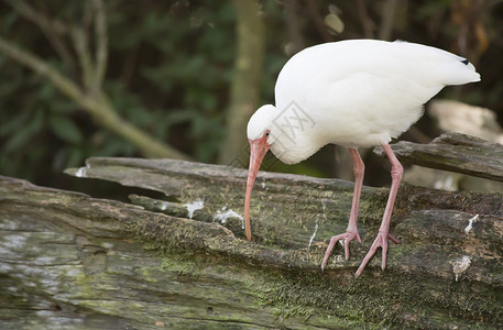 白色I之二大道野生动物动物翅膀湿地沼泽地环境多样性鸟类池塘账单高清图片素材