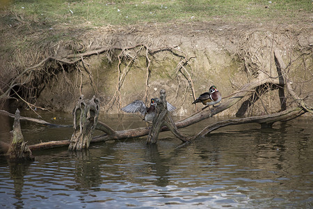 木鸭Aix sponsa野生动物鸟类学荒野账单大道鸟类动物群观鸟动物池塘自然高清图片素材