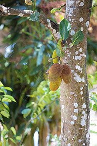 马达加斯加森林生长食物农业情调叶子花园国家植物种植园背景图片