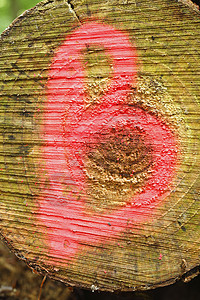 木材中标记的日志树木森林阔叶途径小路分数木头背景图片
