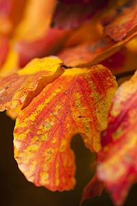 树细节棕色叶子红色季节橙子黄色铁木植物背景图片