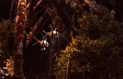红底鱼游泳热带鱼海鱼海洋红雀鱼脊椎动物背景图片