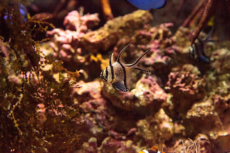 红底鱼游泳脊椎动物红雀鱼热带鱼海洋海鱼背景图片