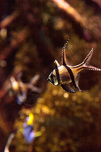 红底鱼海鱼脊椎动物热带鱼游泳红雀鱼海洋背景图片