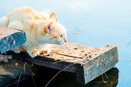 猫猫玩海滨动物龙头飞溅牛奶胡须小雨宠物危险乐趣盒子背景图片