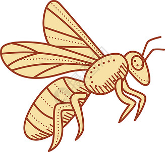 蜜蜂飞行单线飞虫绘画工蜂昆虫艺术品厚度生物画线重量外观背景图片